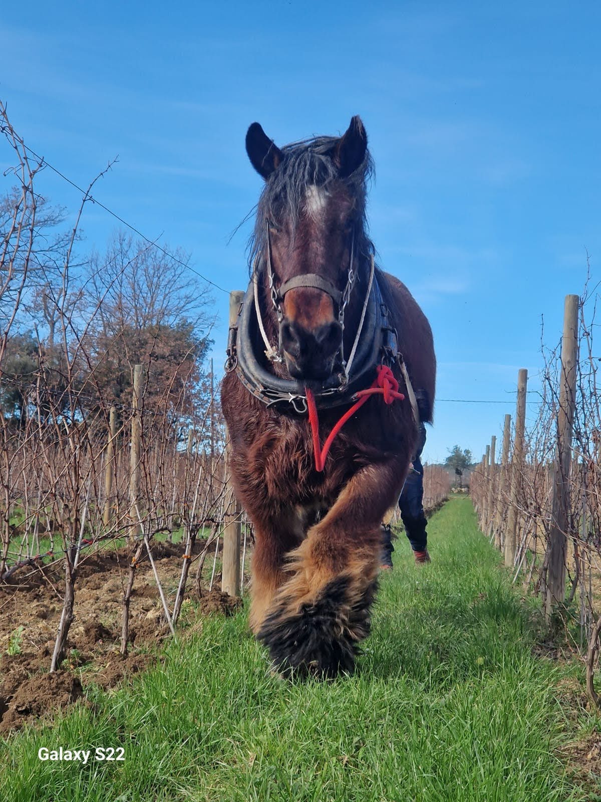 Coco travaille dans les vignes