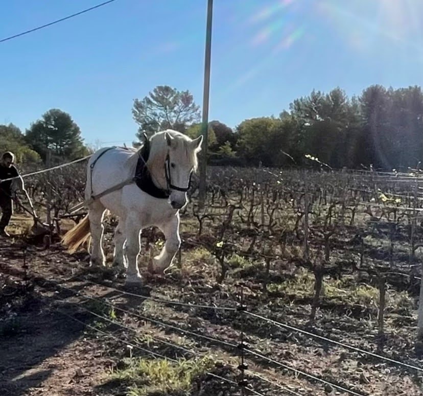 Dino travaille dans les vignes