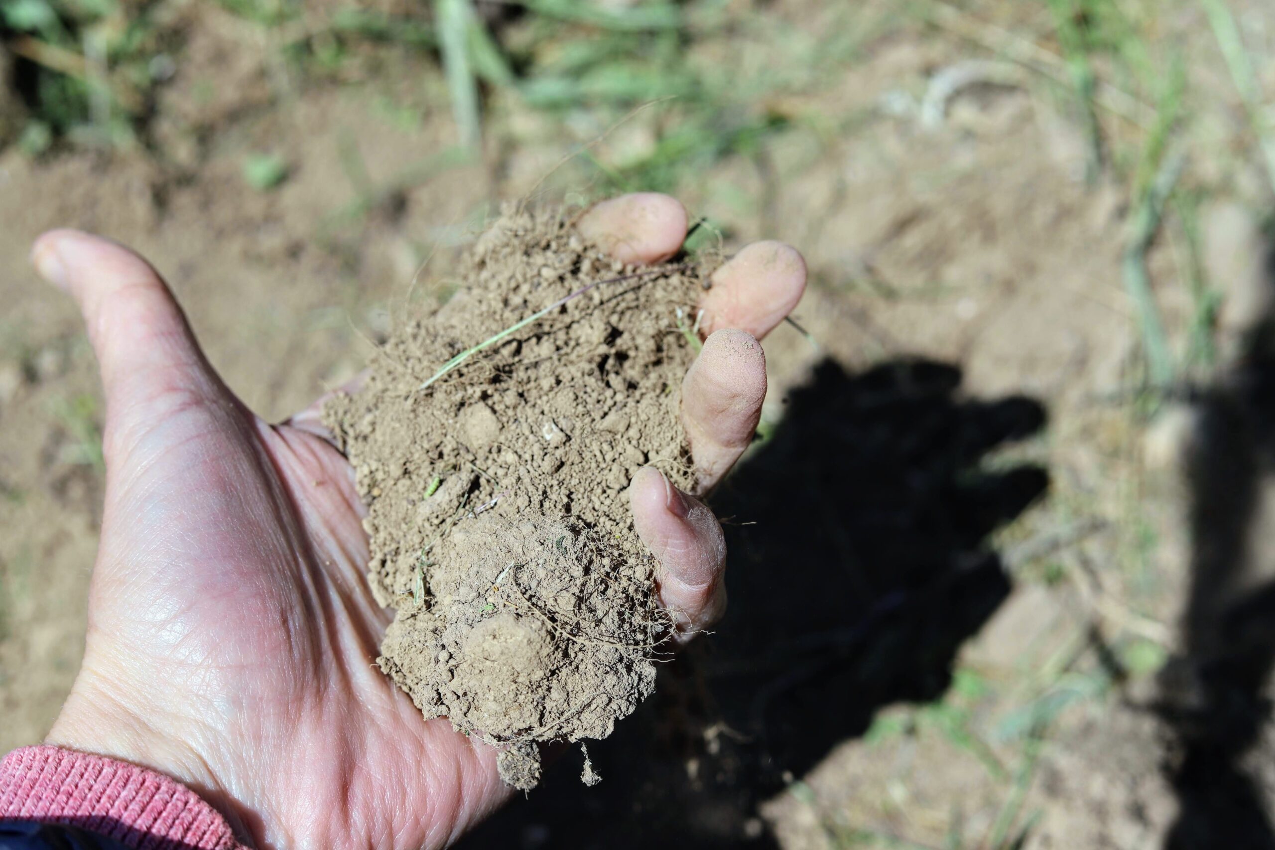 terroir sableux de la seillane